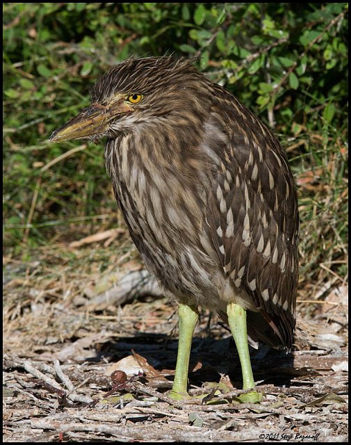 _1SB5354 black-crowned night heron.jpg
